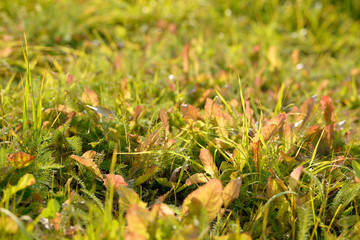 Bright fresh spring grass close up in the forest with sunlight bokeh background. Grass field. Colorful herb growing in the meadow.