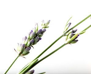 Close-Up Of Lavender Flower Against White Background