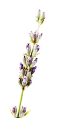 Close-Up Of Lavender Flower Against White Background