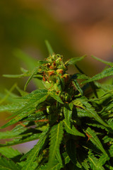 Close up macro of immature growing natural light growth medical thc cbd medical and recreational marijuana plants in California