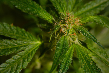 Close up macro of immature growing natural light growth medical thc cbd medical and recreational marijuana plants in California