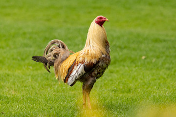 Gallina parada sobre el césped verde