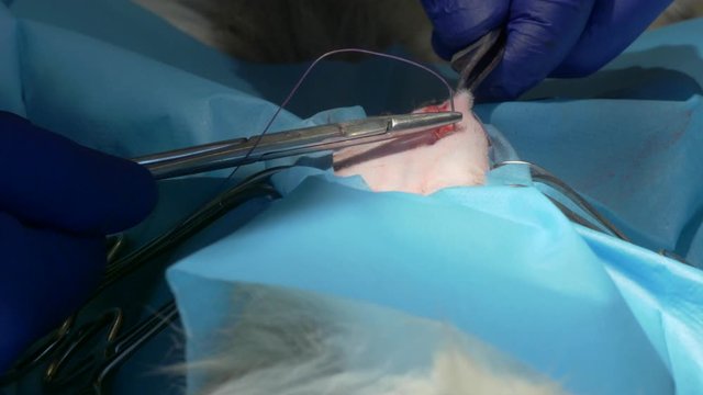 The vet makes a subcutaneous seam using a soluble thread. The sewing kit consists of a surgical tweezer and a needle holder. Stitching up the skin wound after the cat's sterilization surgery.