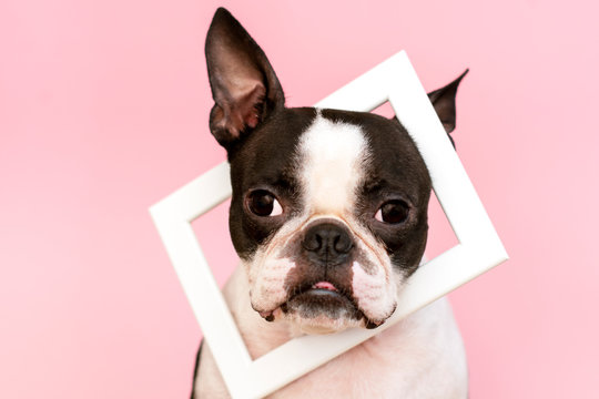 Boston Terrier with a white wooden frame on the neck on a pink background. Postcard. Trend.