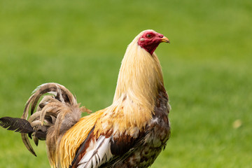 Gallina parada sobre el césped verde