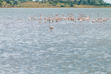 Naklejka premium Flamingos in Edirne Enez Lake