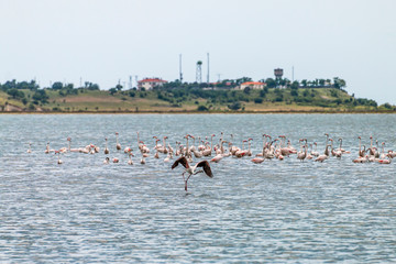 Naklejka premium Flamingos in Edirne Enez Lake
