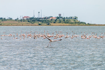 Flamingos in Edirne Enez Lake