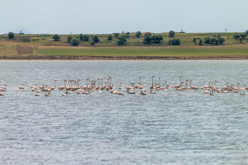 Flamingos in Edirne Enez Lake