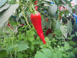 Red hot pepper pods grow in the greenhouse. Agriculture.