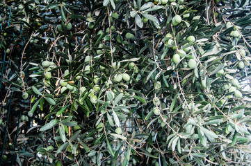 brown cinnamon sticks