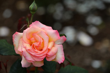 Blühende Rose Blume Pflanze floral