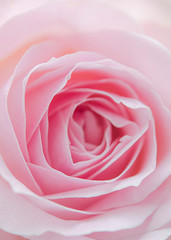 Fototapeta na wymiar Rosenblüte, rosa - pink