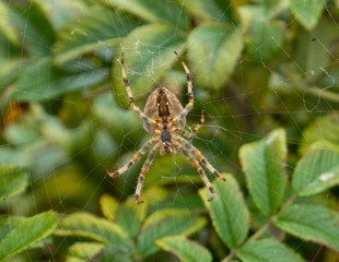 spider on a web