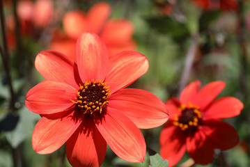 Obraz premium Blühende Dahlie