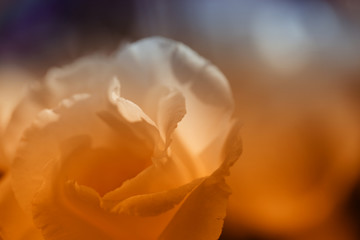 flowers close up background image