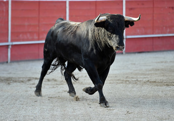 bull in spain with big horns in traditional spectacle on bullring