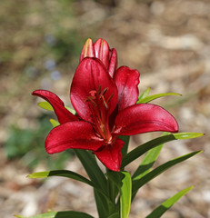Blühende Lilie Blume