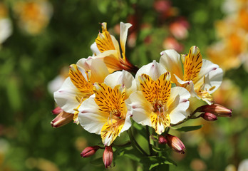 Inkalilie Blume Lilie Pflanze © Andrea Geiss