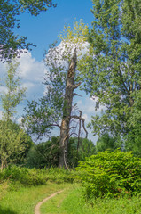 Fototapeta premium An old tree is fighting for survival. Scene from the floodplain.