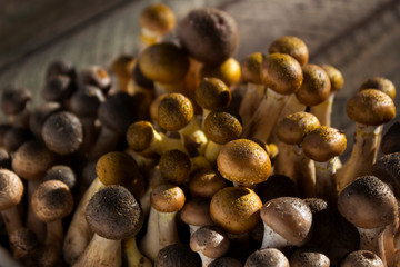 Group of little honey mushrooms on a wooden background. Fresh, ripe and edible mushrooms, harvesting. Autumn