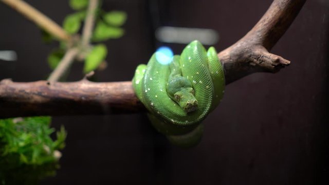Green tree python roll on small branch in aquarium at zoo. Gimbal motion