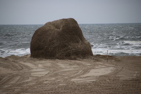 Explosive specialist of the Police (TEV) and the army (EOD) bringing criminal explosives to an explosion on the beach of scheveningen close to The Hague,the Netherlands