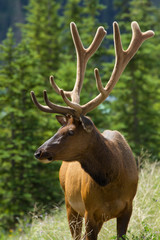 Naklejka na ściany i meble Majestic Male Elk