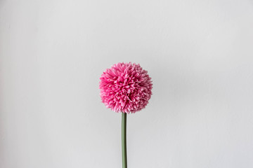 pink flower isolated on white background - obrazy, fototapety, plakaty