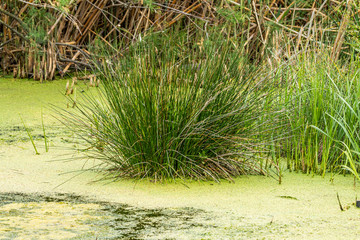 Wild swamp plants