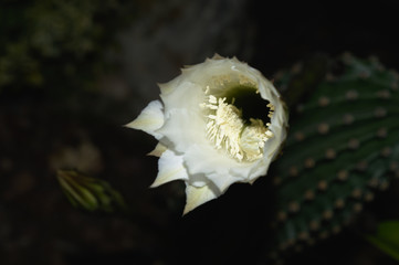 Close-up of a white flower of the Echinopsis eyriesii cactus, night macro shot