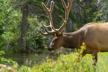 Majestic Male Elk