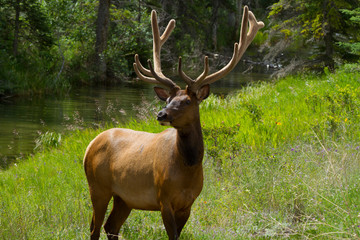 Majestic Male Elk