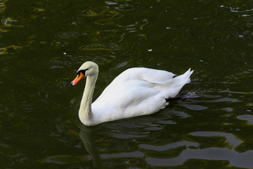 Obraz premium white swan on the pond in a park