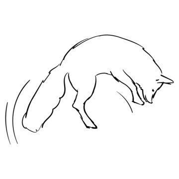 Fox line art hand drawing. Doodle style on white background.