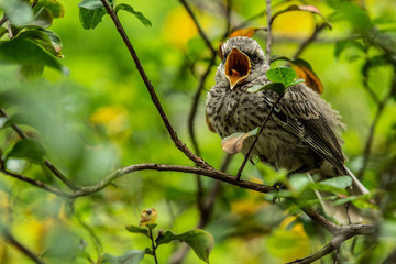 baby bird calling hungry mother with open beak