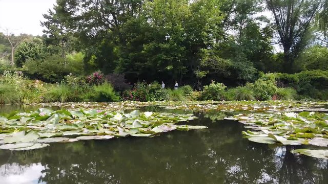 Pond with lilies in Giverny