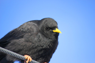 Obraz premium yellow-billed chough sitting on a cable looking around