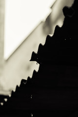 flower, nature, red, plant, autumn, tree, green, garden, orange