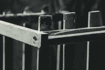 flower, nature, red, plant, autumn, tree, green, garden, orange