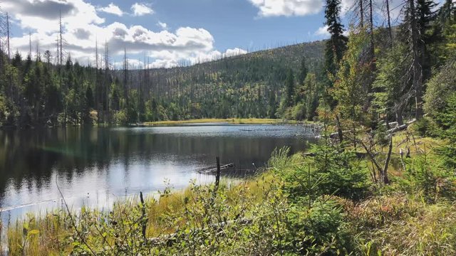 Narodni park Sumava. Jezero Laka. Lake 4K national park. Sunny day
