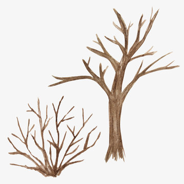 Watercolor Illustration sketch of dead tree without leaves. Winter, autumn, spring seasons trees isolated on white background