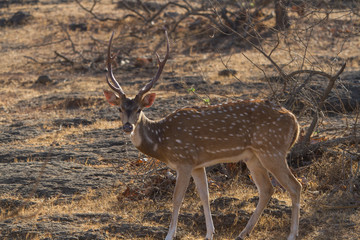 Naklejka na ściany i meble Spotted Male deer in Gir National park India
