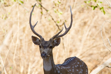 Spotted Male deer in Gir National park India