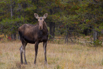 Obraz na płótnie Canvas Moose in the Canadian rocky mountains