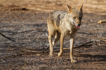Indian Jackal in Gir National Park, India