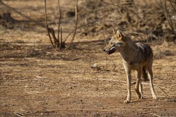 Indian Jackal in Gir National Park, India