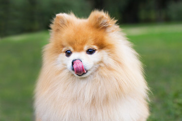Cute fluffy Pomeranian Spitz dog is waiting, begging for yummy food. Nice playful miniature puppy with his tongue sticking out playing  outdoor on the grass. Green natural background.