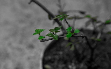 flower, nature, red, plant, autumn, tree, green, garden, orange