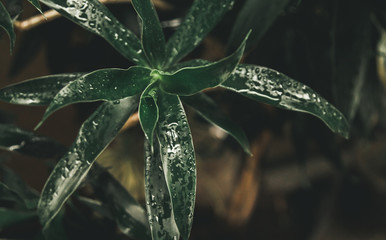 flower, nature, red, plant, autumn, tree, green, garden, orange